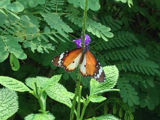 Tampines Changkat Butterfly Garden & Nature Centre